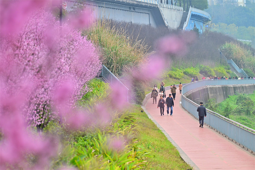 江灘公園美人梅開，市民享受春游美好時光。郭旭攝