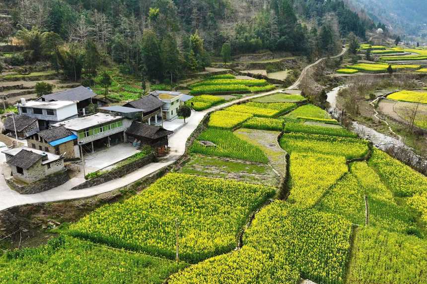 黔江區(qū)鵝池鎮(zhèn)南溪村油菜花田。楊敏攝