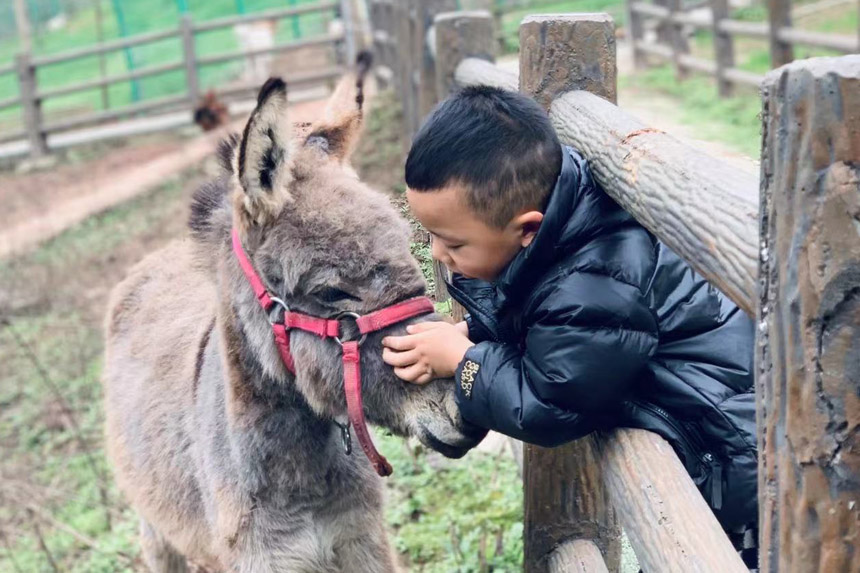 與小動物親近。朝陽幼教集團(tuán)供圖