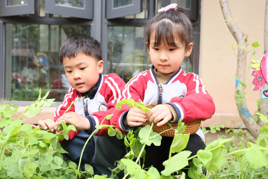 體驗摘菜的樂趣。朝陽幼教集團(tuán)供圖