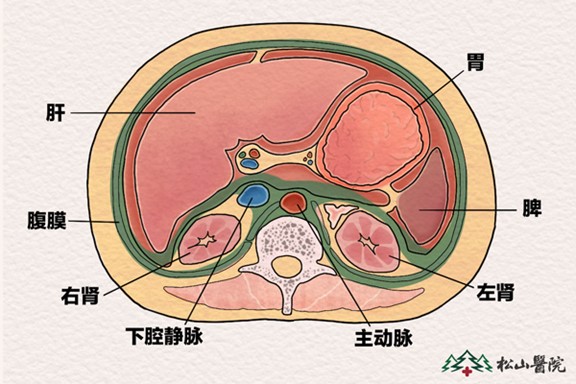 內(nèi)臟分布圖。重慶松山醫(yī)院供圖