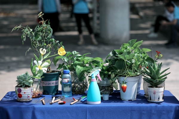 綠植展示。渝北區(qū)空港新城小學校供圖