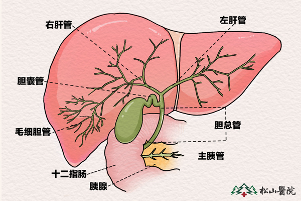 肝膽分布。重慶松山醫(yī)院供圖