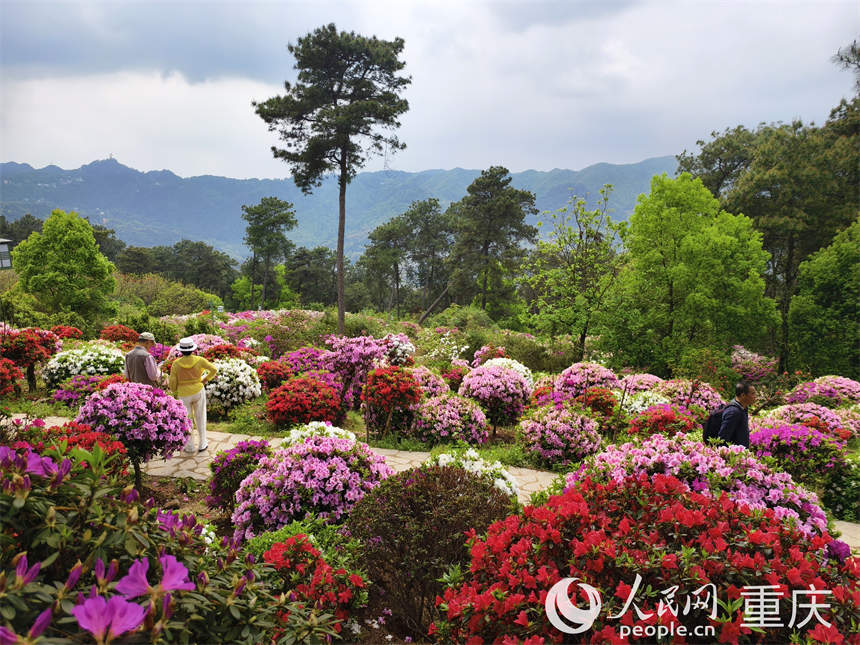 游客在放牛村杜鵑花海中賞花游玩。人民網(wǎng) 陳琦攝