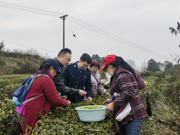 近日，永川區(qū)稅務(wù)人員來到重慶云嶺茶業(yè)科技有限責(zé)任公司的茶園，宣傳稅費(fèi)政策，幫助茶農(nóng)采茶。段順杰攝