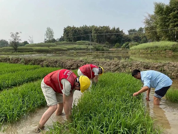 助農(nóng)服務(wù)隊下田間，幫助村民插秧搶春時。龍光明攝