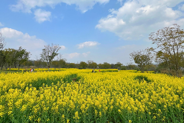 每到油菜花季，就有市民相約到重慶廣陽島上踏青賞花。鄒樂攝