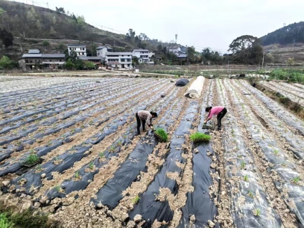 福林村福留果蔬農場內工人正在移栽玉米苗。覃寧波攝