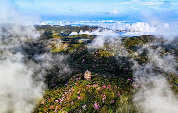南川金佛山景區(qū)。景區(qū)供圖