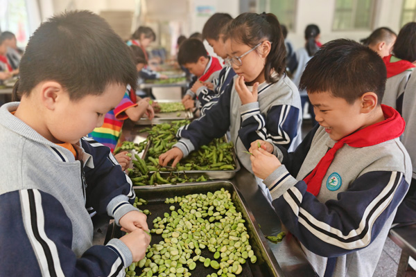 學(xué)生學(xué)習(xí)剝蠶豆。聚奎小學(xué)供圖