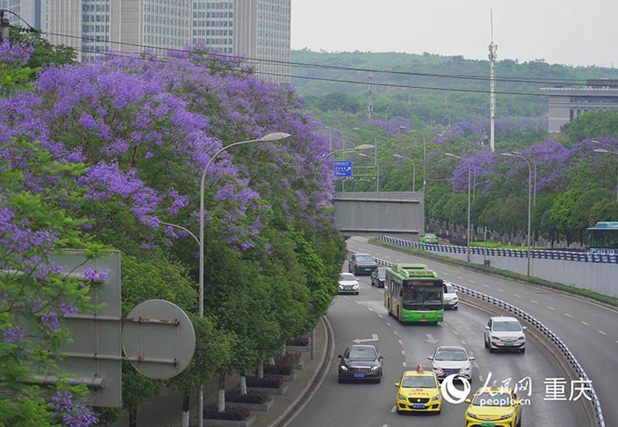 車流從藍花楹下“穿過”。 人民網(wǎng)記者 馮文彥攝