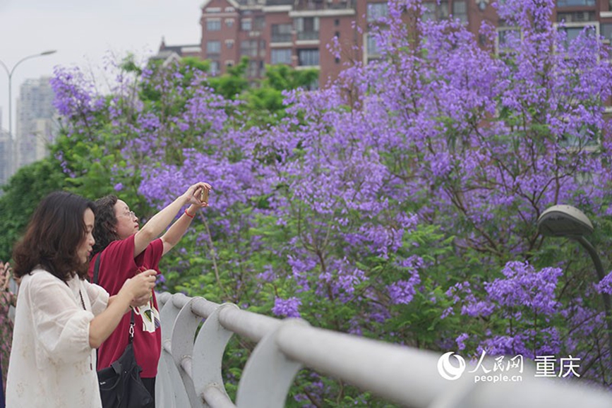綻放的藍花楹吸引了眾多市民和游客前來打卡拍照。 人民網(wǎng)記者 馮文彥攝