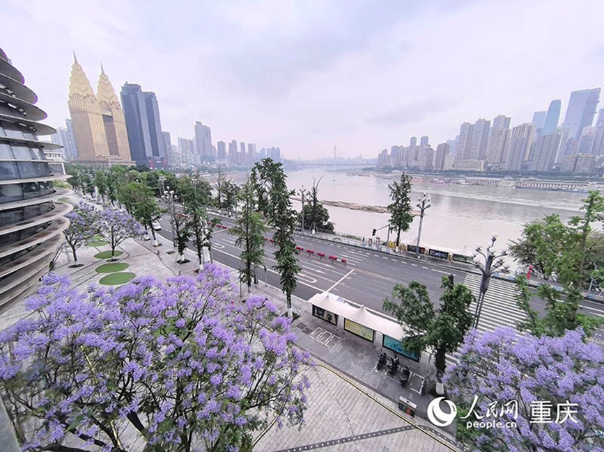 重慶南濱路的人行道上藍花楹盛放。 人民網(wǎng)記者 馮文彥攝