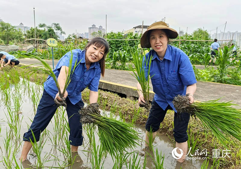 企業(yè)員工工作之余，可以下田插秧，體驗(yàn)農(nóng)趣。 人民網(wǎng)記者 馮文彥攝