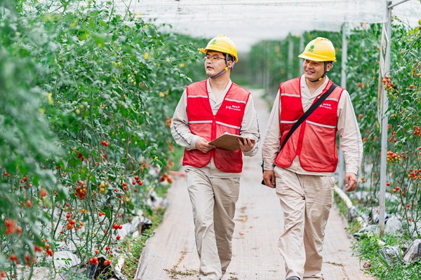 電力員工在番茄基地對大棚內(nèi)用電設施進行安全檢查。國網(wǎng)重慶永川供電公司供圖