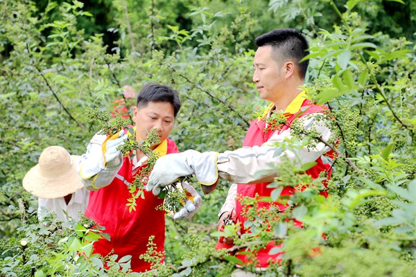 電力員工幫助椒農(nóng)采摘青花椒。國網(wǎng)重慶永川供電公司供圖