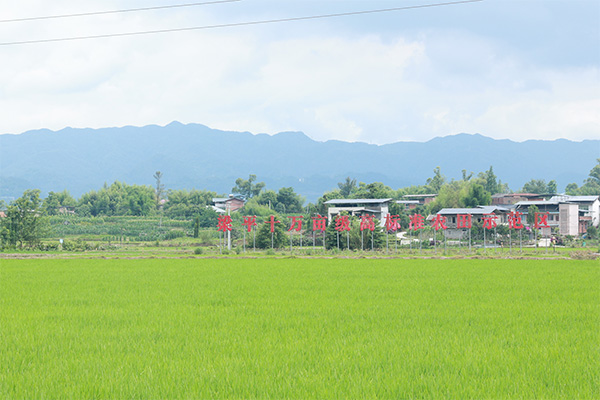 位于梁平區(qū)星橋鎮(zhèn)兩路村的高標(biāo)準(zhǔn)農(nóng)田示范基地。向詩佳攝