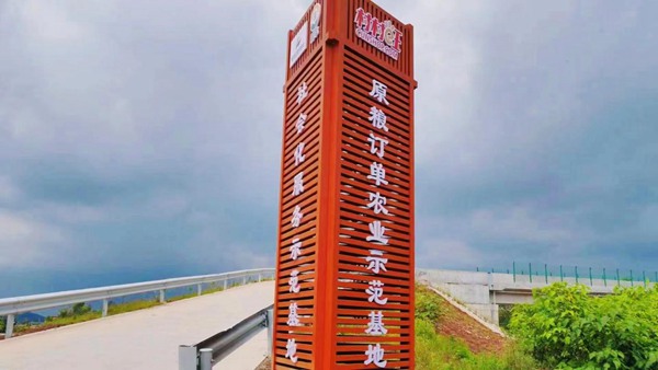 “村村旺”訂單農(nóng)業(yè)示范基地。楊云兵攝