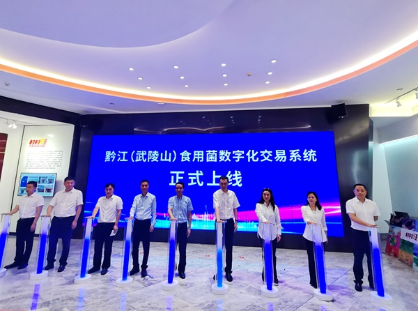 “村村旺”上線(xiàn)5周年活動(dòng)現(xiàn)場(chǎng)，黔江（武陵山）食用菌數(shù)字化交易系統(tǒng)正式上線(xiàn)運(yùn)行。張艷攝