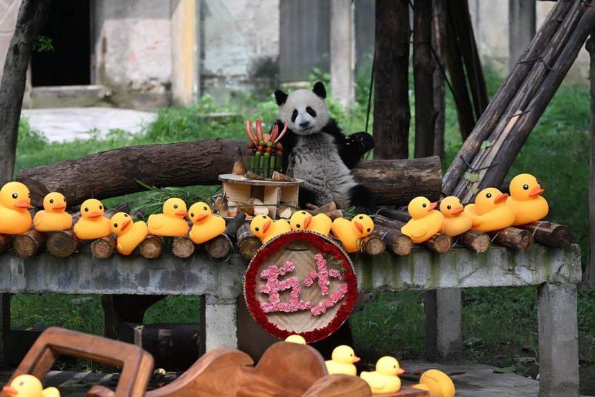 “莽小五”生日派對。主辦方供圖