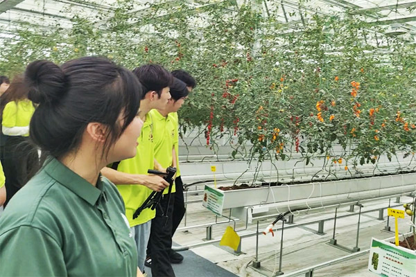 參觀巴岳農(nóng)莊果蔬大棚小番茄培育。重慶科技大學(xué)供圖
