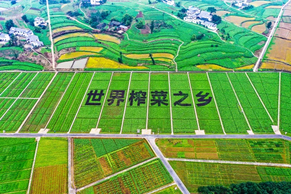 世界榨菜之鄉(xiāng)。涪陵區(qū)委宣傳部供圖