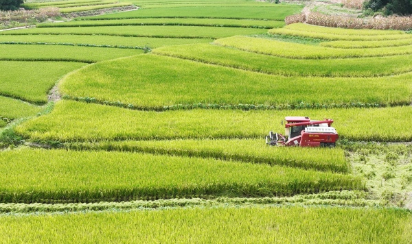 大型收割機(jī)在稻田里收割水稻。陳仕川攝