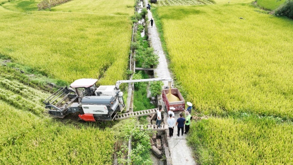 金黃色的谷粒從收割機(jī)出糧口傾瀉而下。陳仕川攝