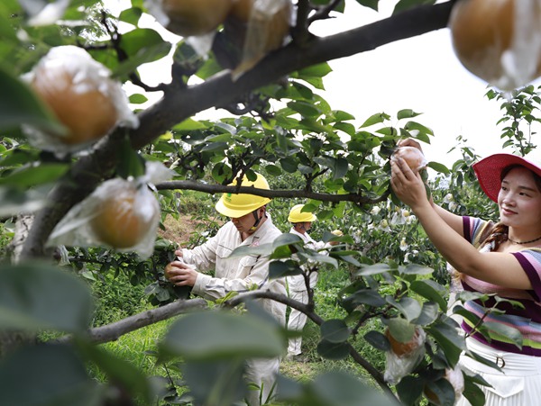電力員工幫助采摘梨子。國網(wǎng)重慶永川供電公司供圖