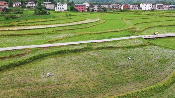李世飛團(tuán)隊(duì)用無(wú)人機(jī)對(duì)水稻進(jìn)行噴施作業(yè)。受訪者供圖