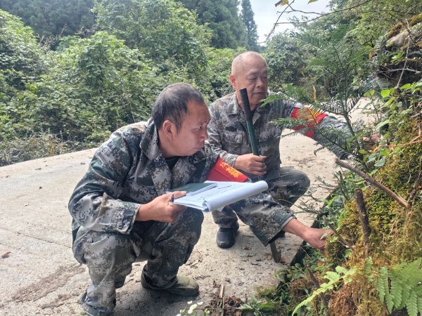 彭針林（左）和同事正在記錄野生紅豆杉苗木生長(zhǎng)情況。曾敬攝