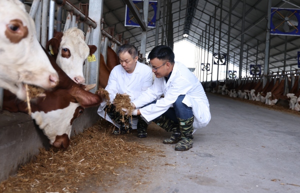 重慶畜科院三峽分院工作人員檢測農(nóng)場種牛相關(guān)情況。張洋攝