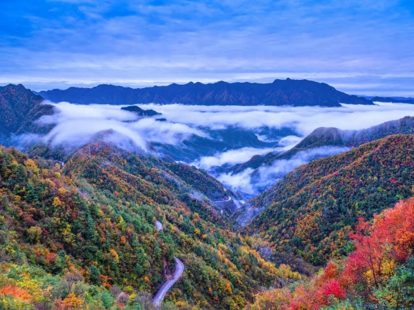 城口大巴山彩葉。城口縣委宣傳部供圖