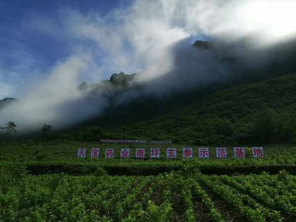 城口縣廟壩鎮(zhèn)中藥材產(chǎn)業(yè)基地。城口縣委宣傳部供圖
