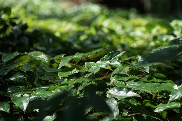 重慶市城口縣高燕鎮(zhèn)星光村箭葉淫羊藿種植基地內(nèi)，國家儲備林下的淫羊藿。城口縣委宣傳部供圖