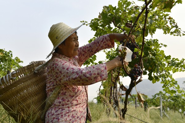 葡萄釆摘現(xiàn)場(chǎng)。楊孝永攝