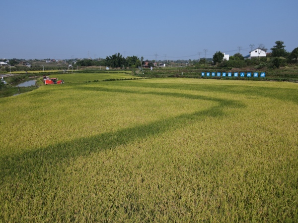吉安鎮(zhèn)重百新世紀(jì)富硒大米基地，農(nóng)機(jī)手正在進(jìn)行收割作業(yè)。永川區(qū)委宣傳部供圖
