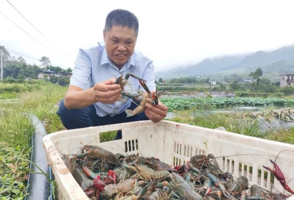 圖二：三圣鎮(zhèn)衛(wèi)東村澳洲小龍蝦養(yǎng)殖基地的工作人員查看小龍蝦生長情況。北碚區(qū)委宣傳部 供圖