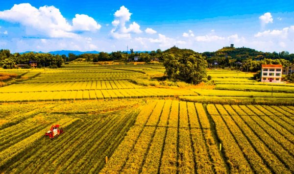 沙坪鎮(zhèn)制種水稻 。龔長(zhǎng)浩攝