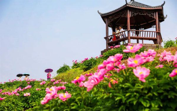 曹回鎮(zhèn)徐白村芍藥地。龔長浩攝
