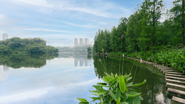 彩云湖國(guó)家濕地公園。九龍坡區(qū)生態(tài)環(huán)境局供圖