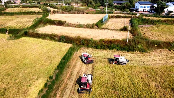 收割機(jī)忙秋收。受訪單位供圖
