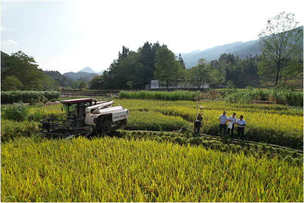 楊聰在田間調(diào)研。郵儲銀行重慶分行供圖