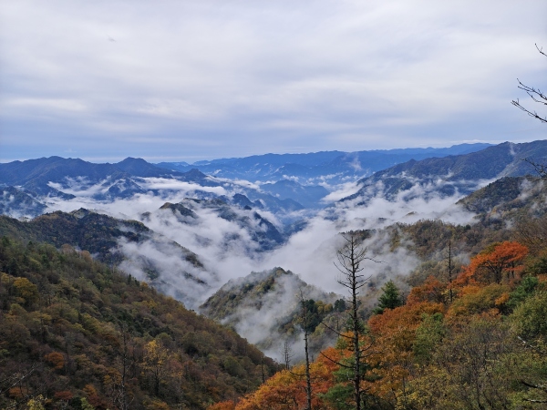 城口彩葉和云海構(gòu)成美麗畫(huà)卷。城口縣文旅委供圖
