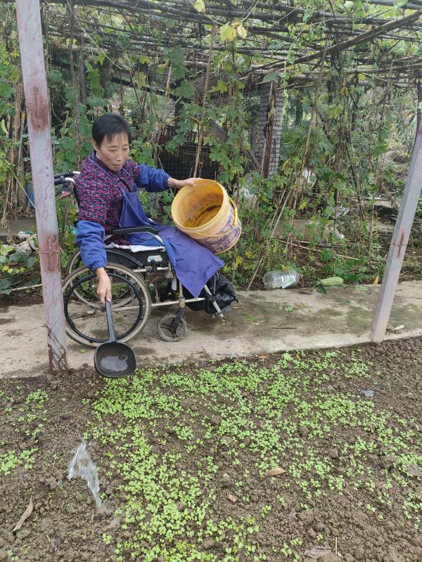 江素芳在田間勞作。李興鋒攝