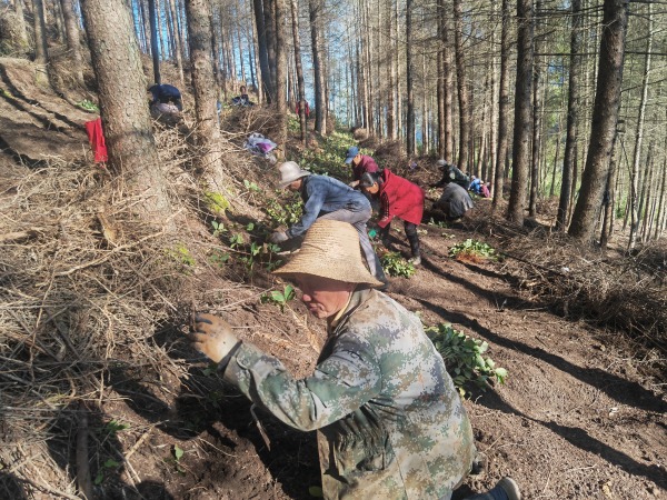 村民正在種植藥材。林璨攝