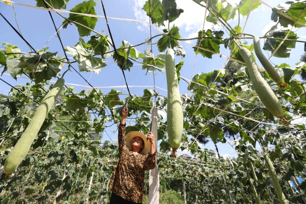 村民在絲瓜絡(luò)基地管護(hù)。廖唯攝