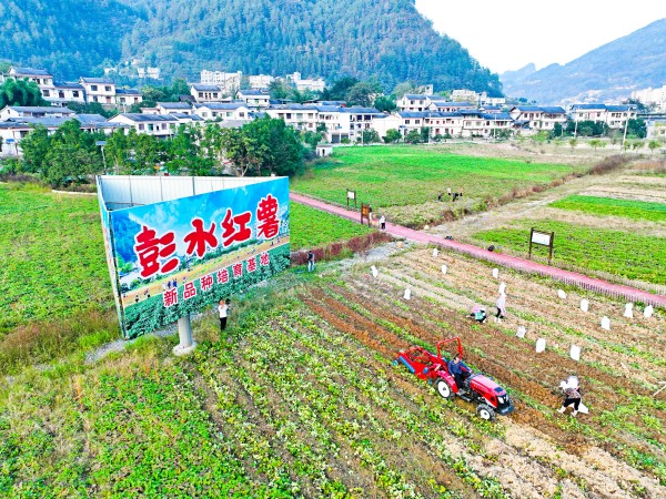 村民們正通過(guò)機(jī)器和人工相結(jié)合的方式采挖紅薯。彭水縣委宣傳部供圖