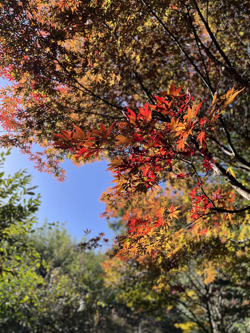 雞心嶺的紅楓。劉祎攝