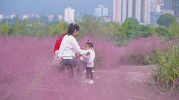 粉黛亂子草盛放。大足區(qū)委宣傳部供圖